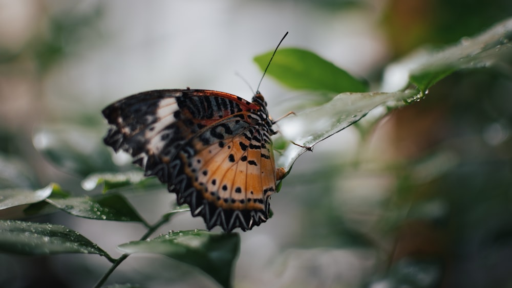 a butterfly on a leaf