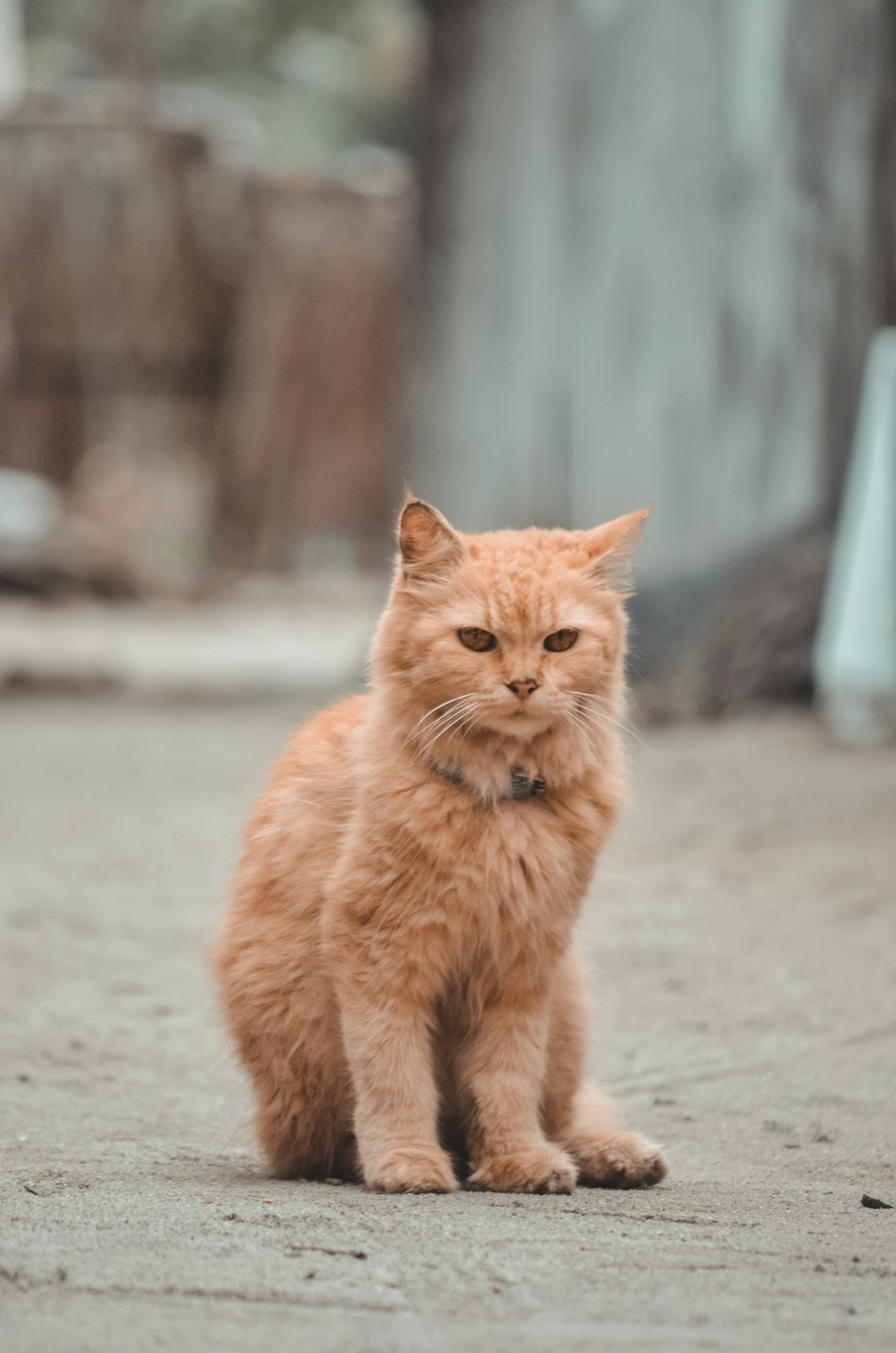 a cat sitting on a concrete surface