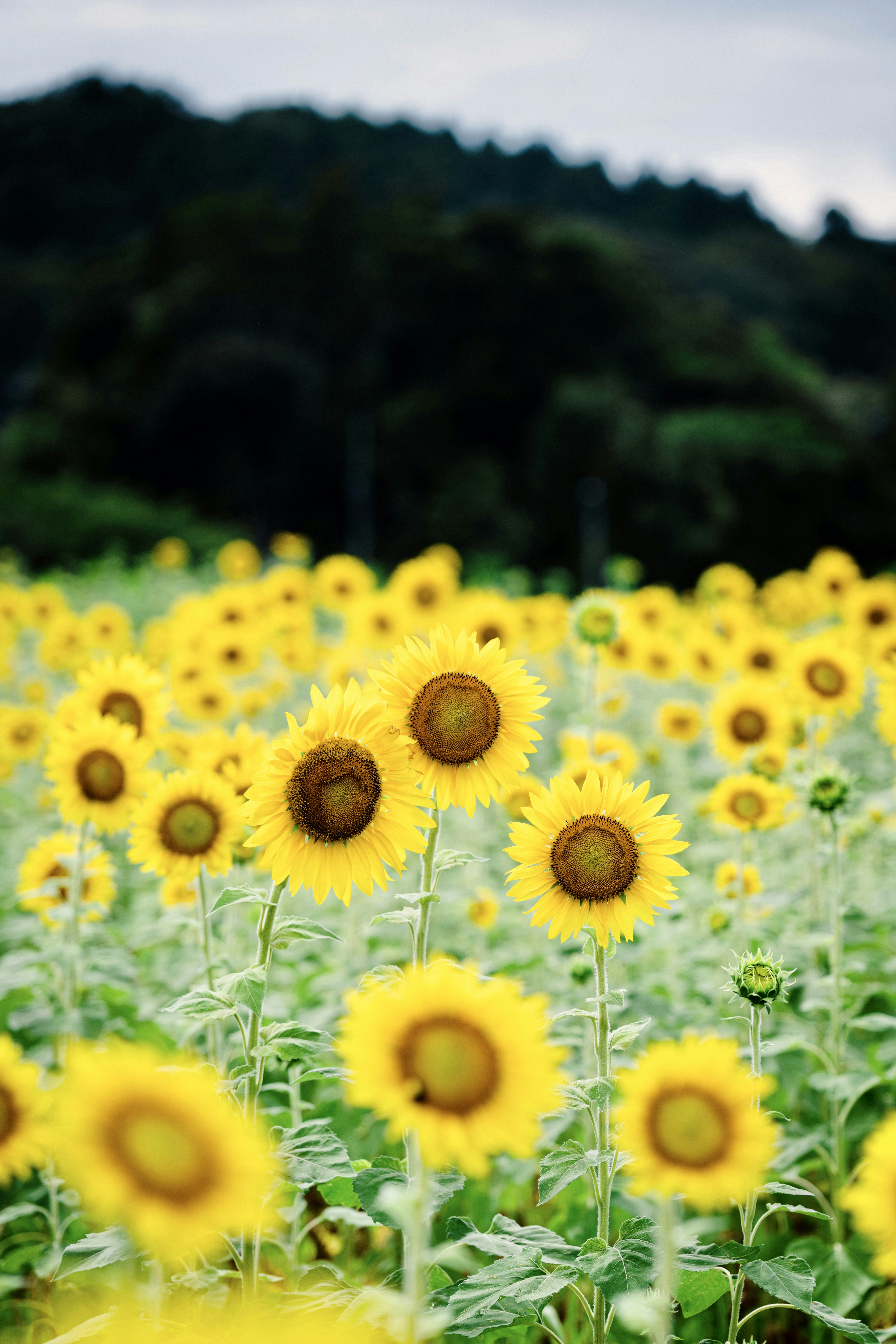 a field of yellow flowers