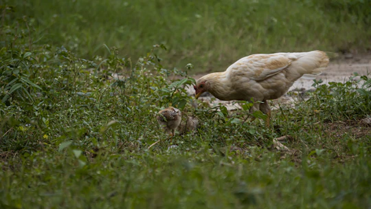 A happy hen pecking on green grass under bright sunlight in a clean farmyard.