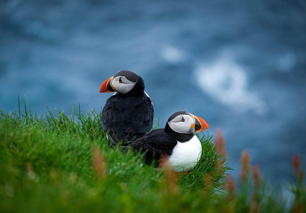 Zwei Vögel sitzen im Gras