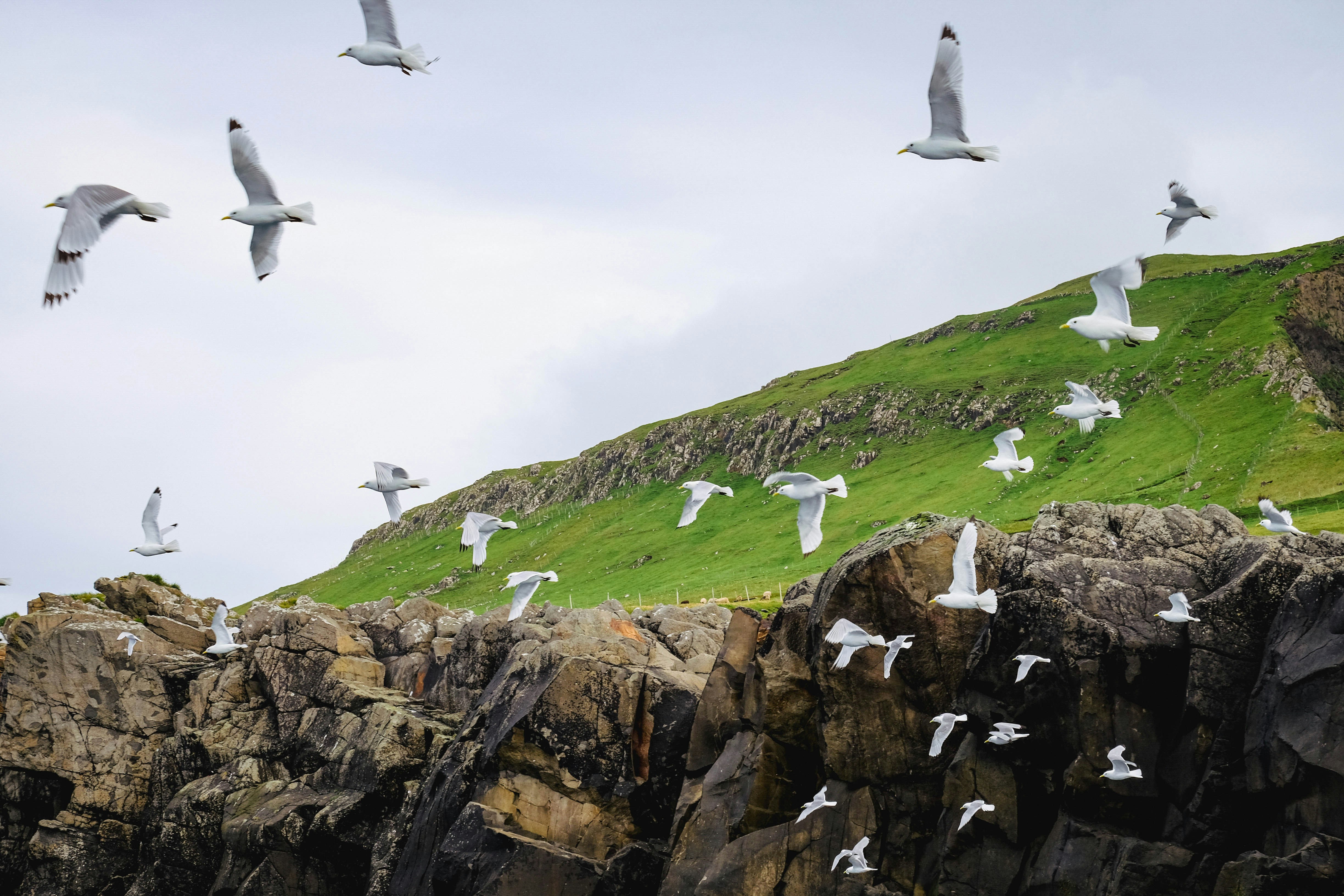 a flock of birds flying over a grassy hill