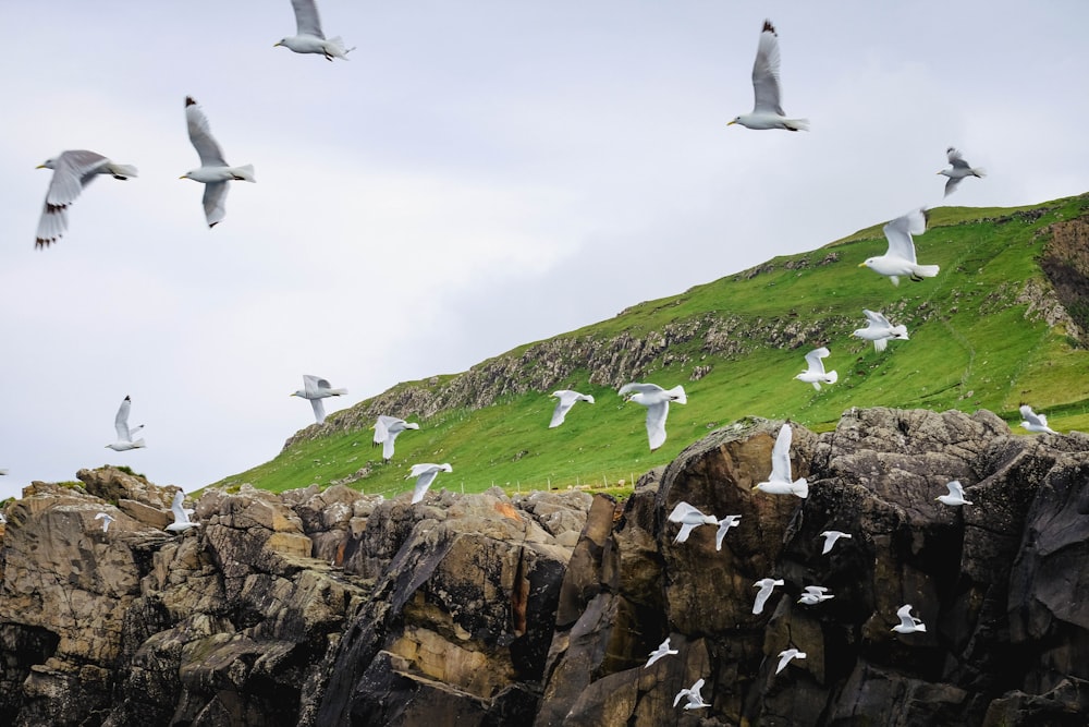 um bando de pássaros voando sobre uma colina gramada