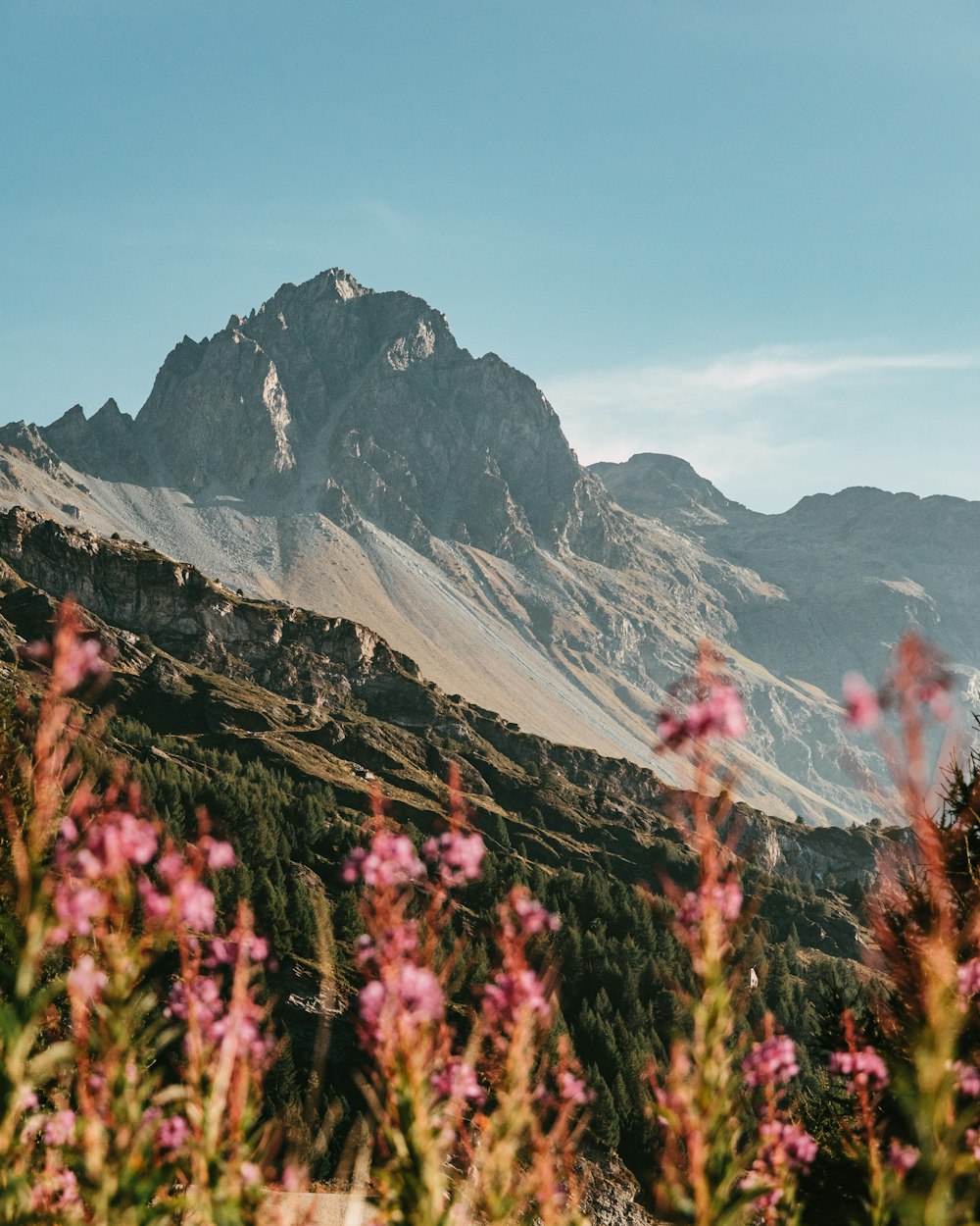 a mountain with flowers in front of it