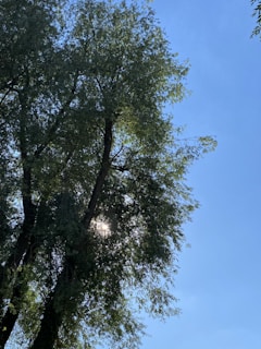 Sunlight filters through lush green leaves of a thriving tree in a well-tended field.