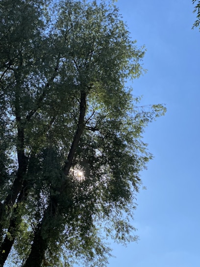 Sunlight filters through lush green leaves of a thriving tree in a well-tended field.