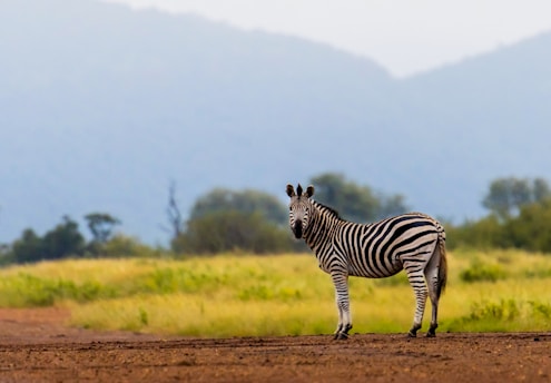 a zebra walking on a dirt road