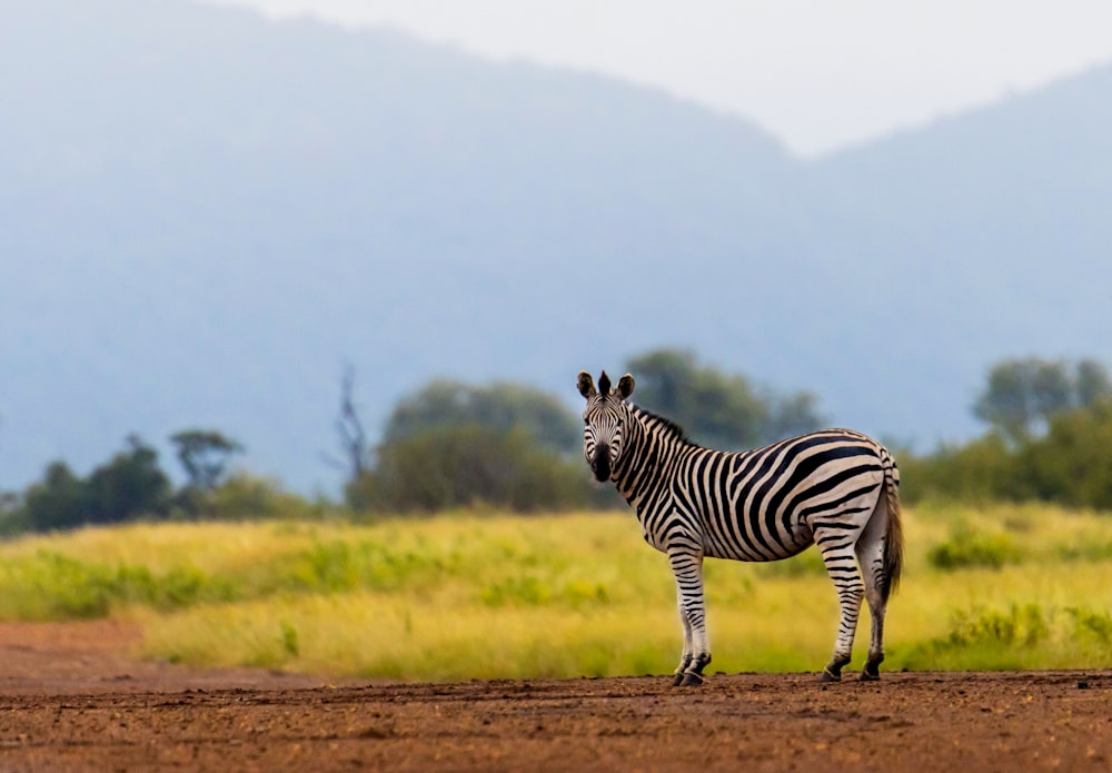 a zebra walking on a dirt road