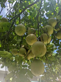 Sunlit rows of mamey fruit hanging on trees at the Sisters Produce farm.