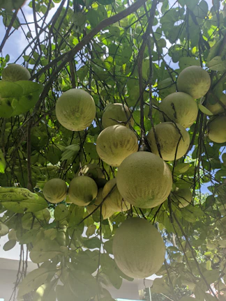 Sunlit rows of mamey fruit hanging on trees at the Sisters Produce farm.