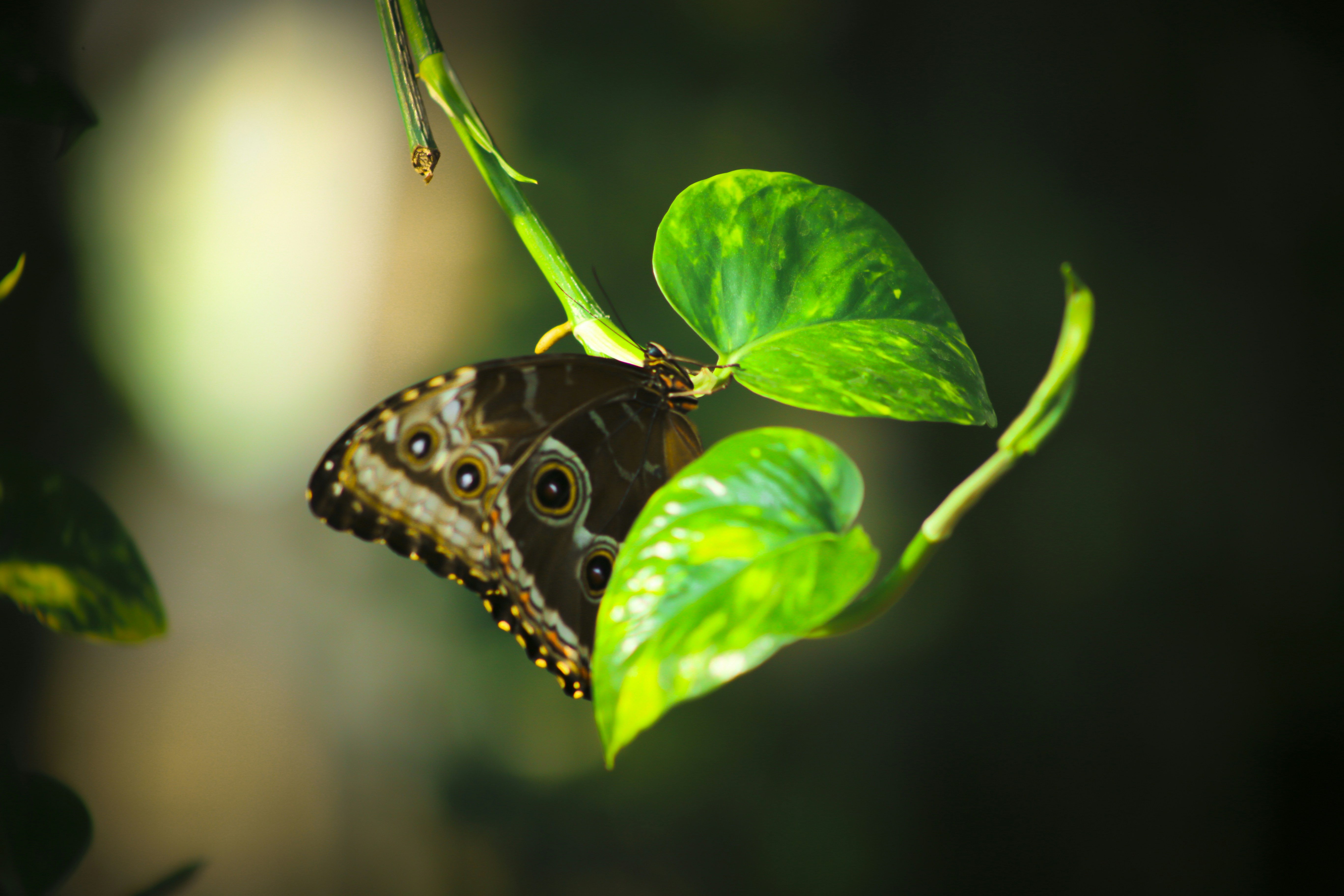 Photo by ranjithrenju