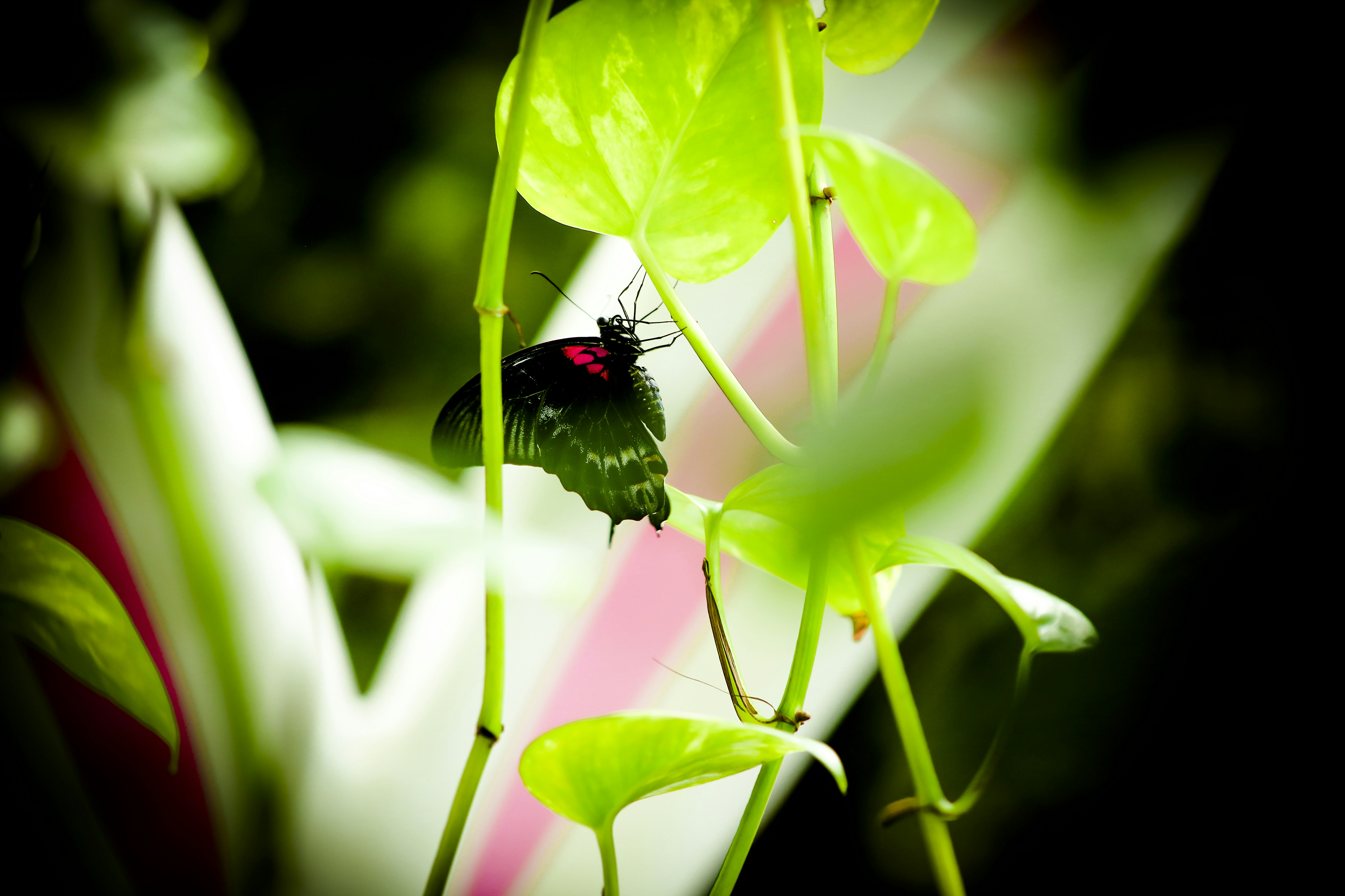Photo by ranjithrenju