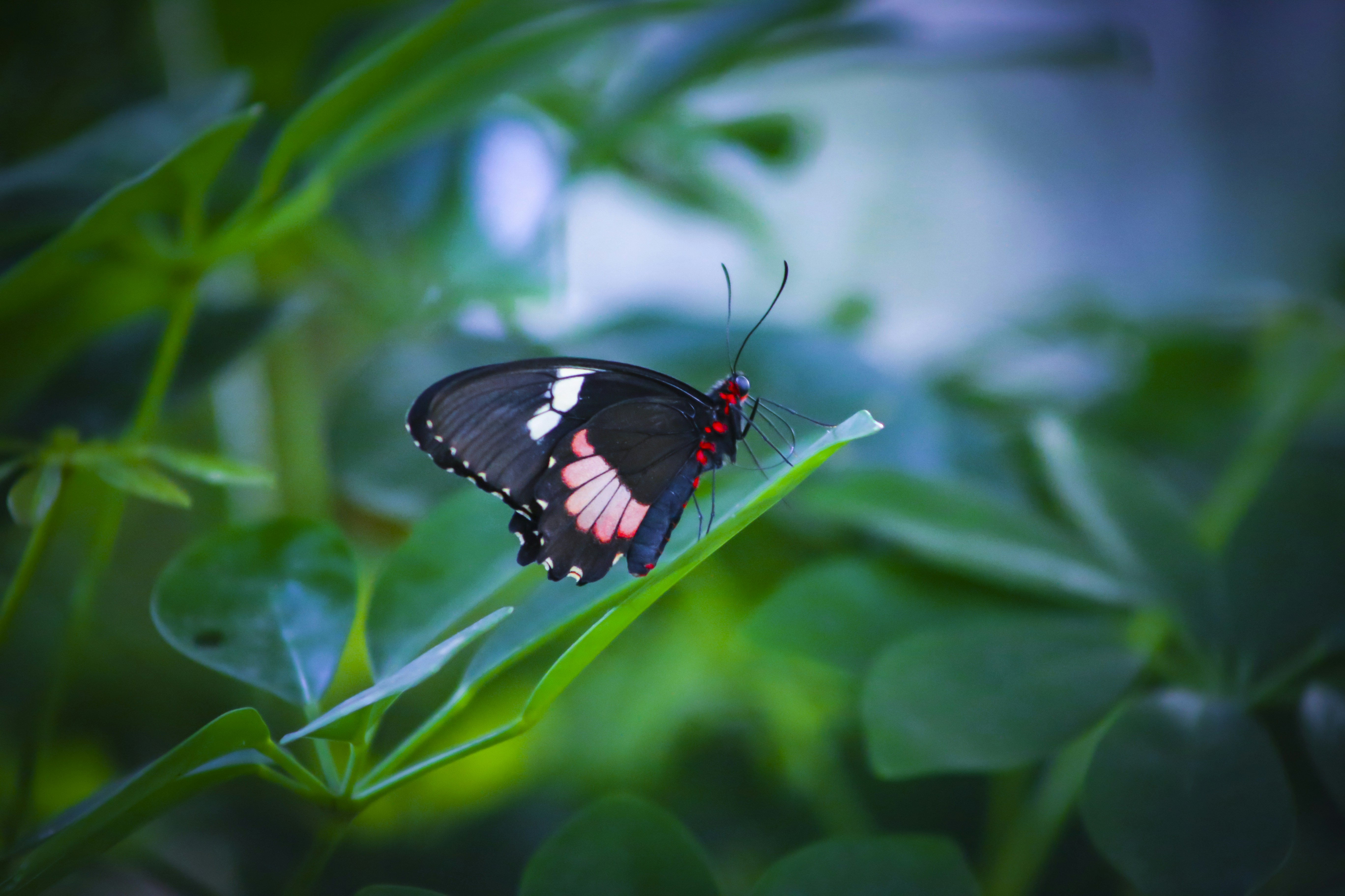 Photo by ranjithrenju