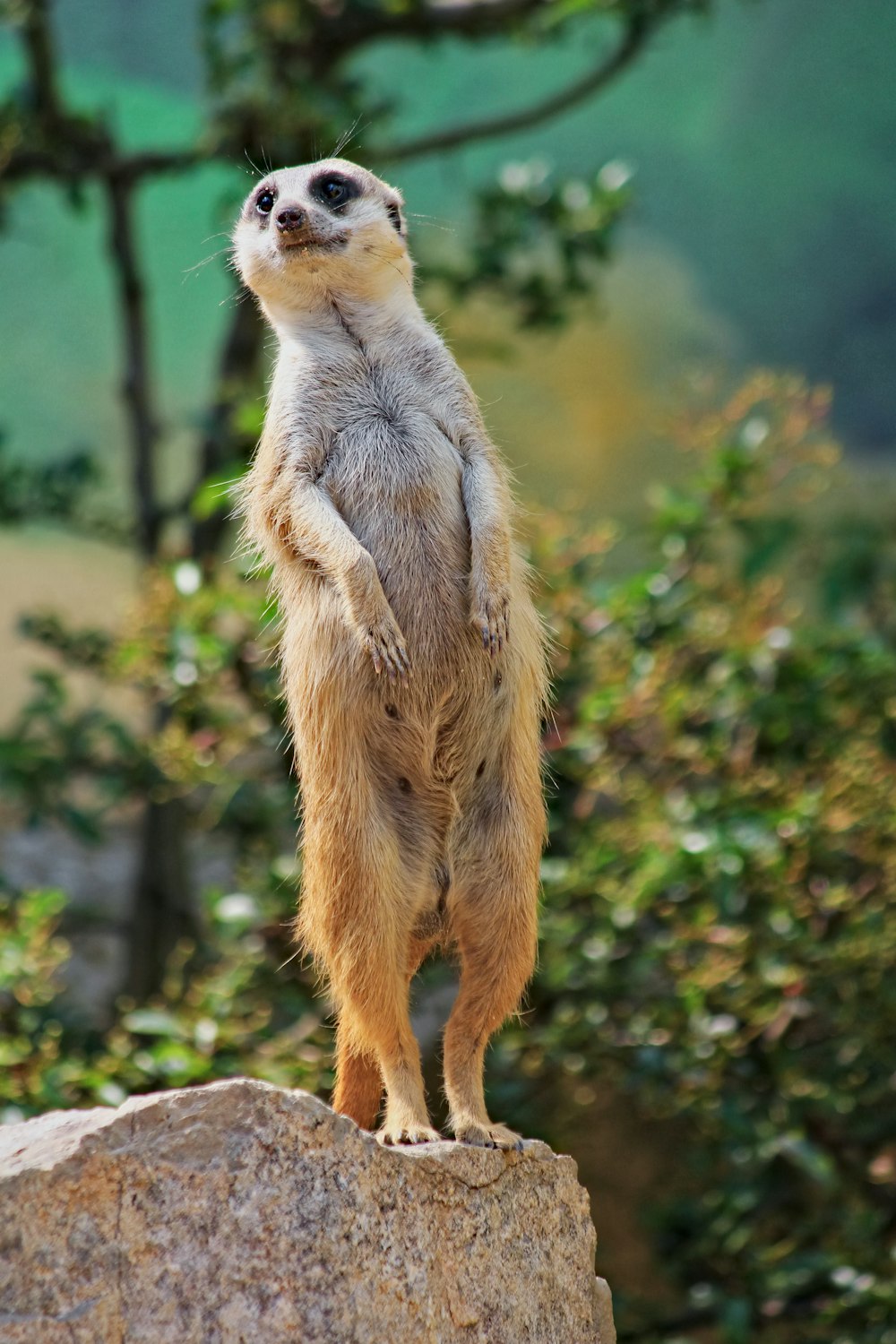 a meerkat standing on a rock