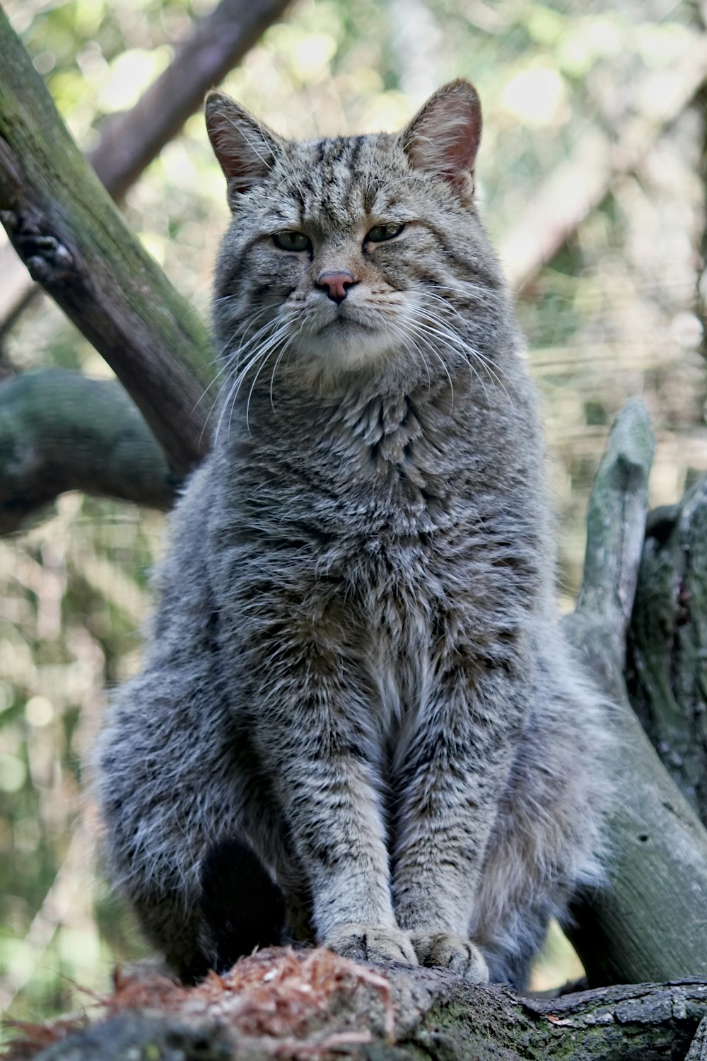 a cat standing on a tree branch