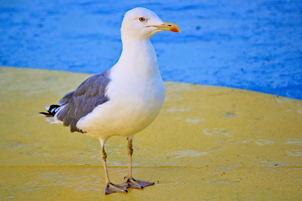 a seagull standing on the beach