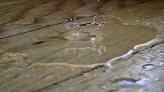 a spider on a wood surface