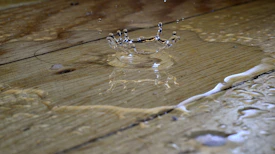 a spider on a wood surface