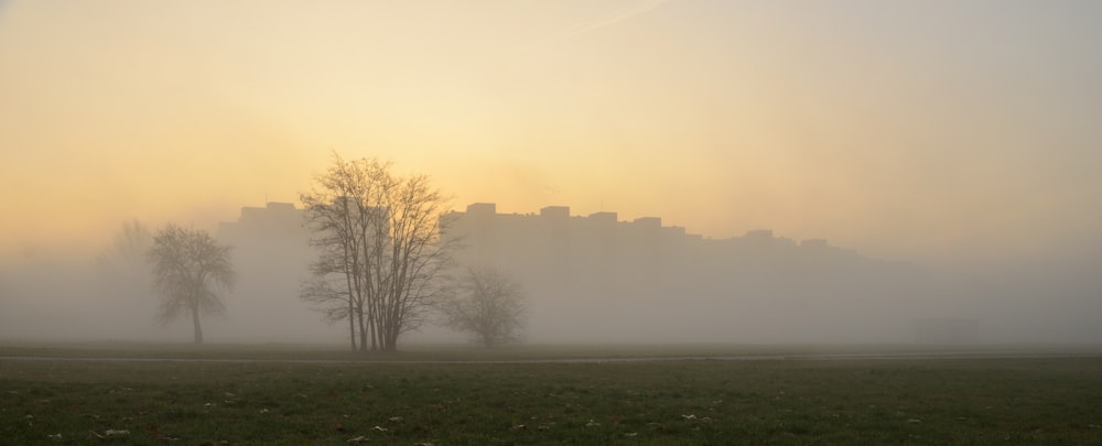 a foggy field with trees