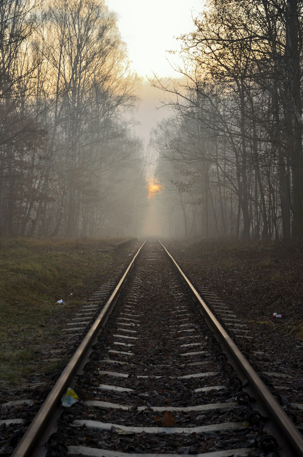 train tracks with trees on either side