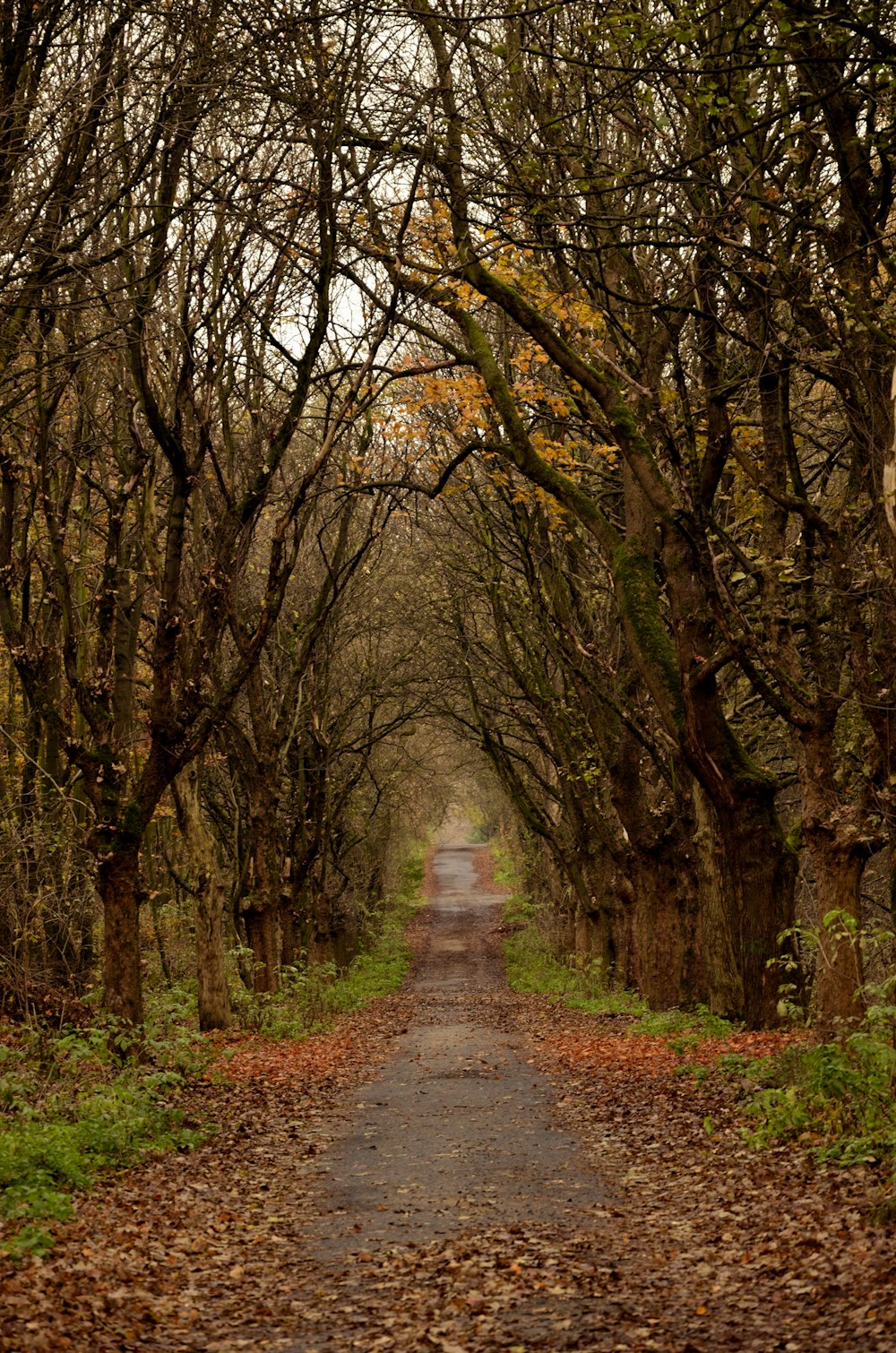 a dirt road with trees on either side of it