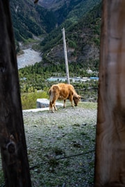 a cow grazing on a hill