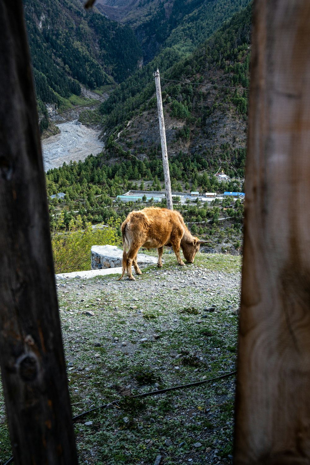 a cow grazing on a hill