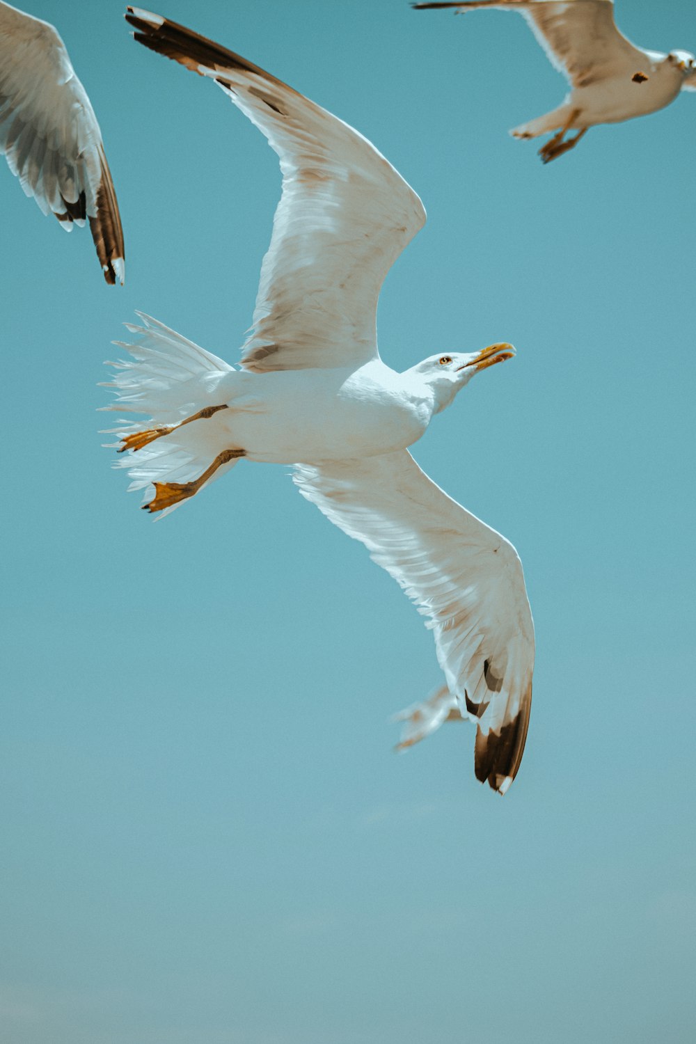 a group of seagulls flying