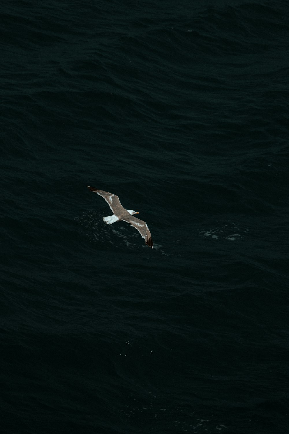 a duck swimming in the water