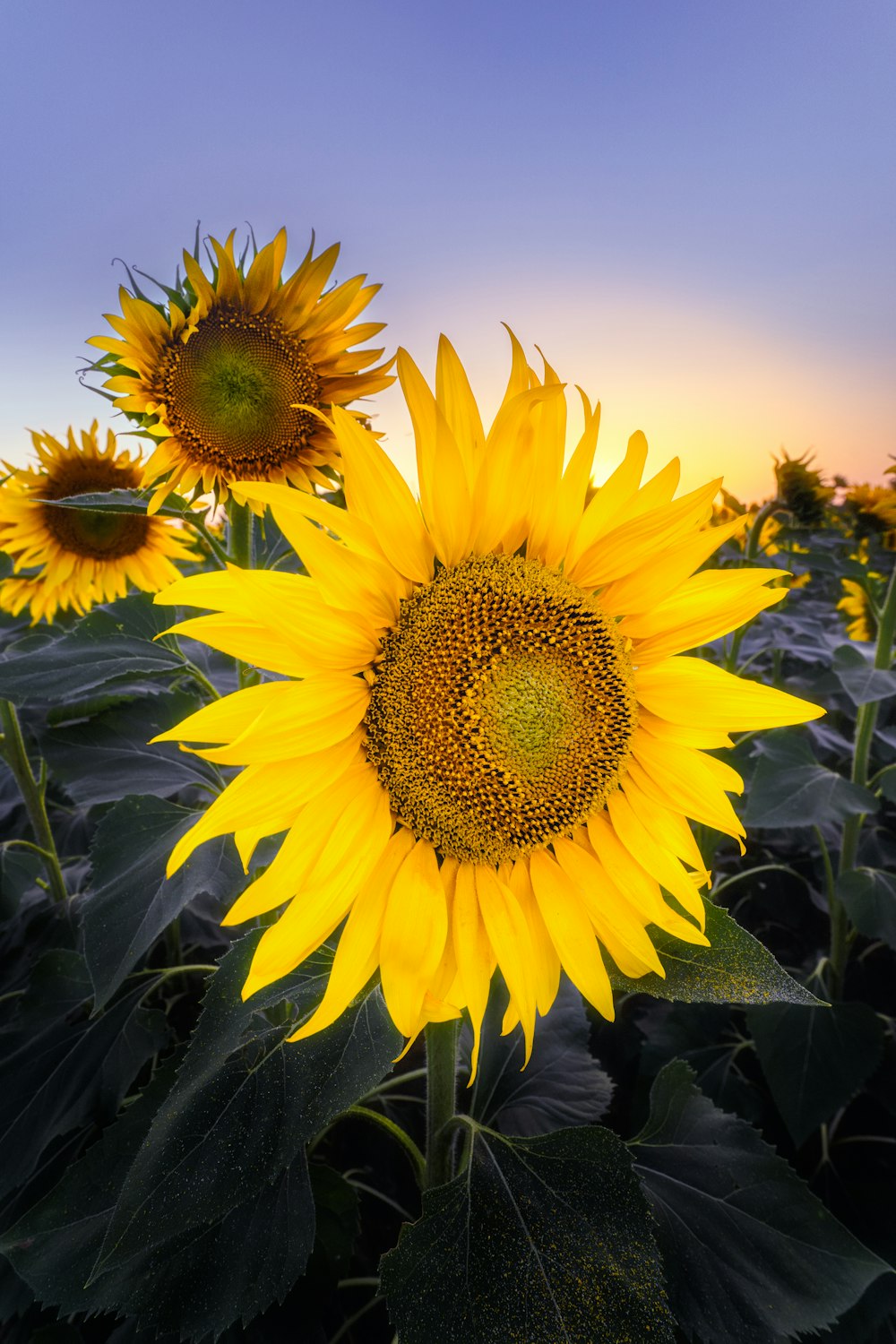 a group of sunflowers