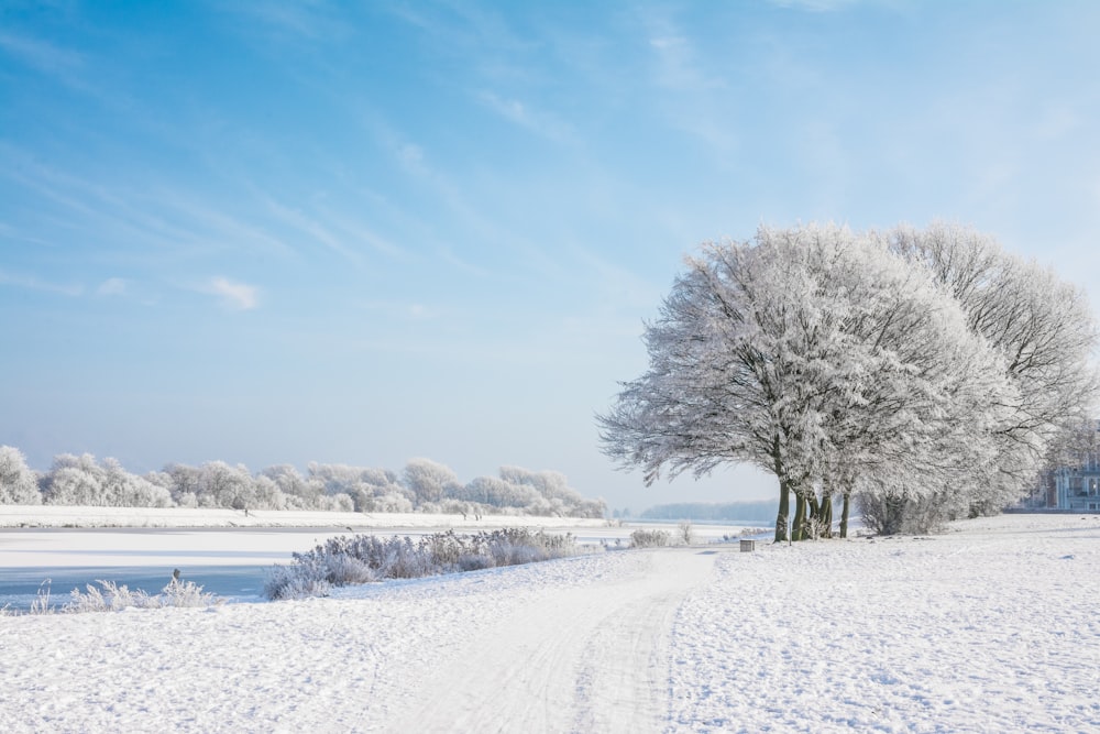 a snowy road with trees on either side of it