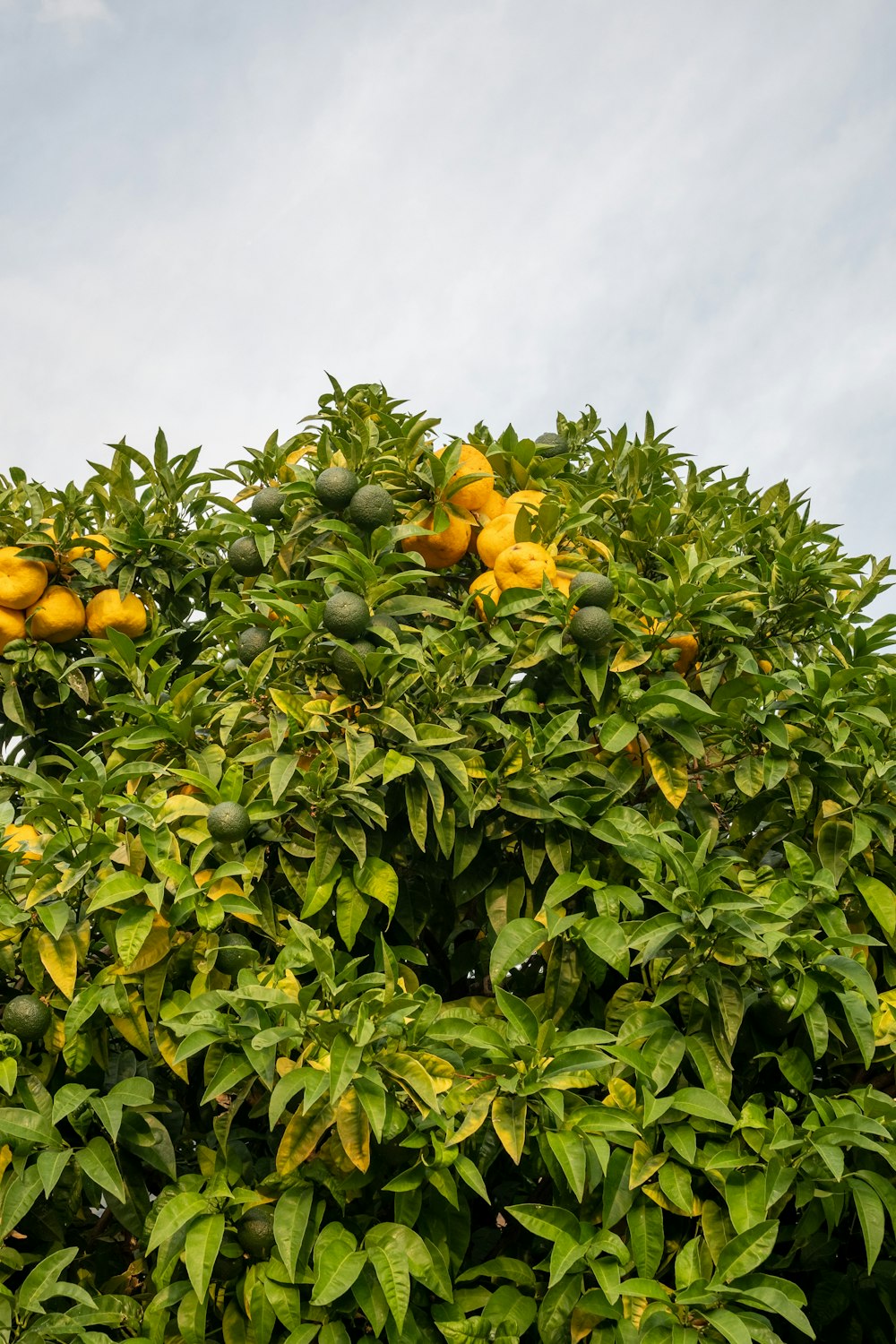 a tree with fruit growing on it