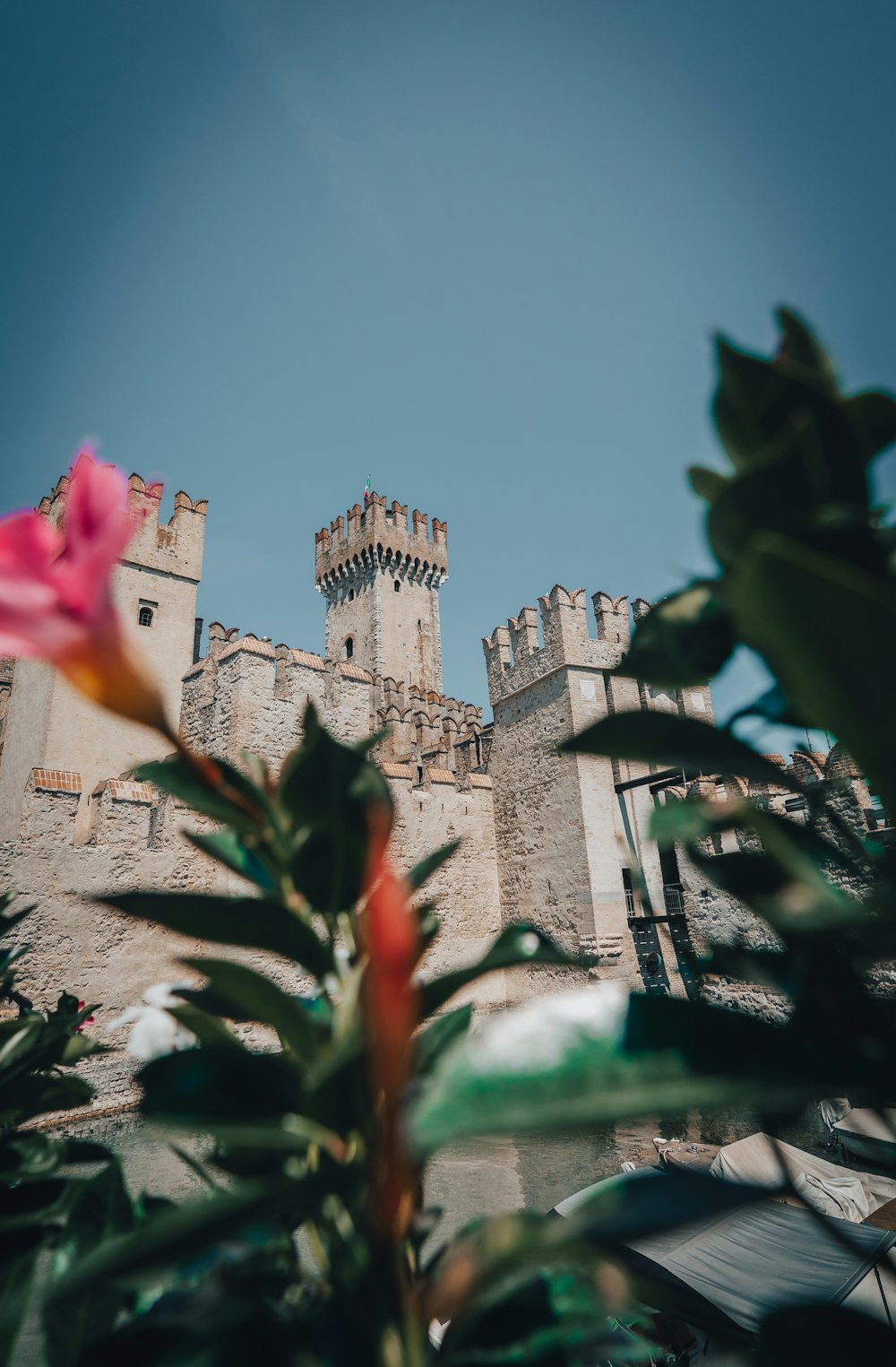 a pink flower in front of a castle