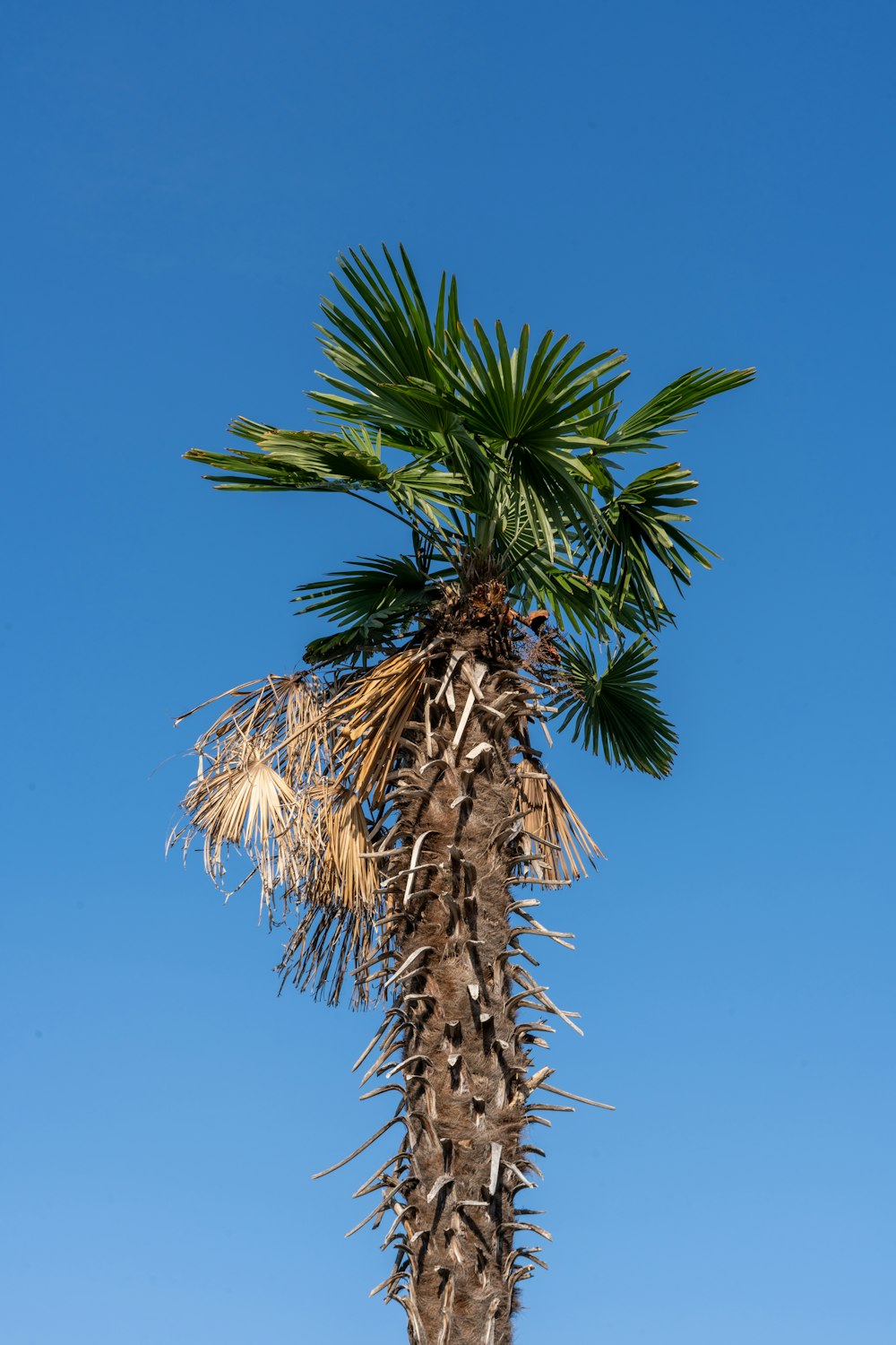 a palm tree with a blue sky