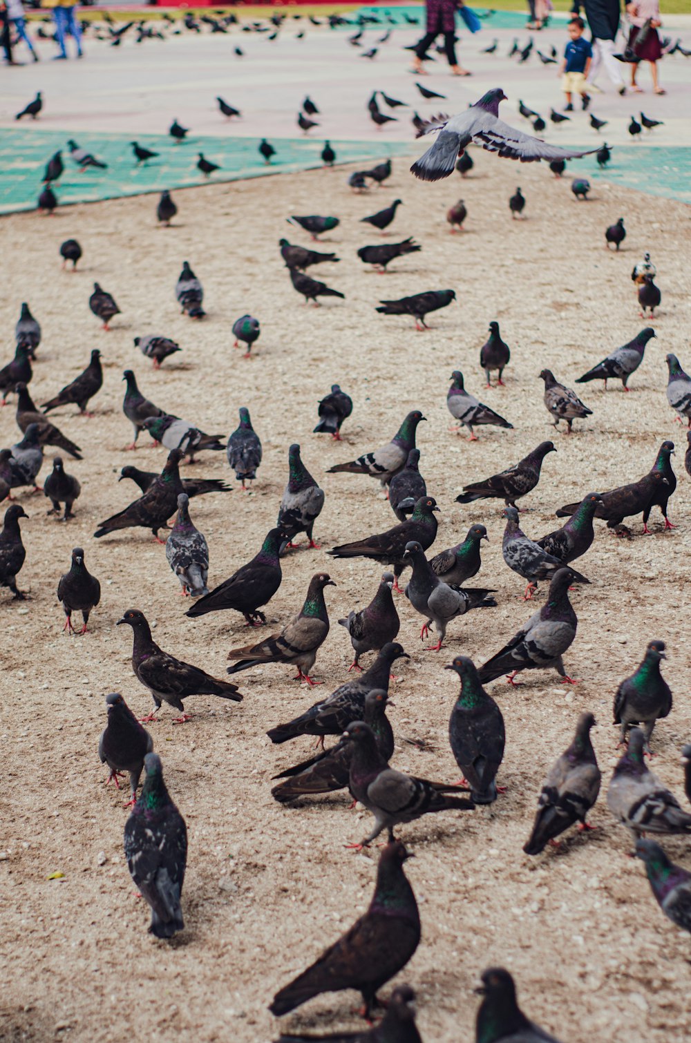 a group of birds on the ground