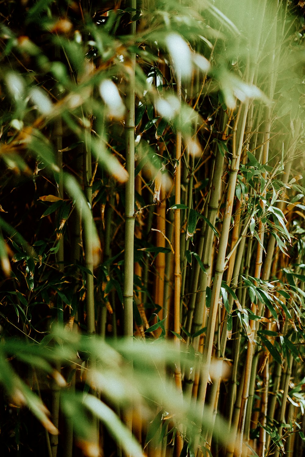 close up of a plant