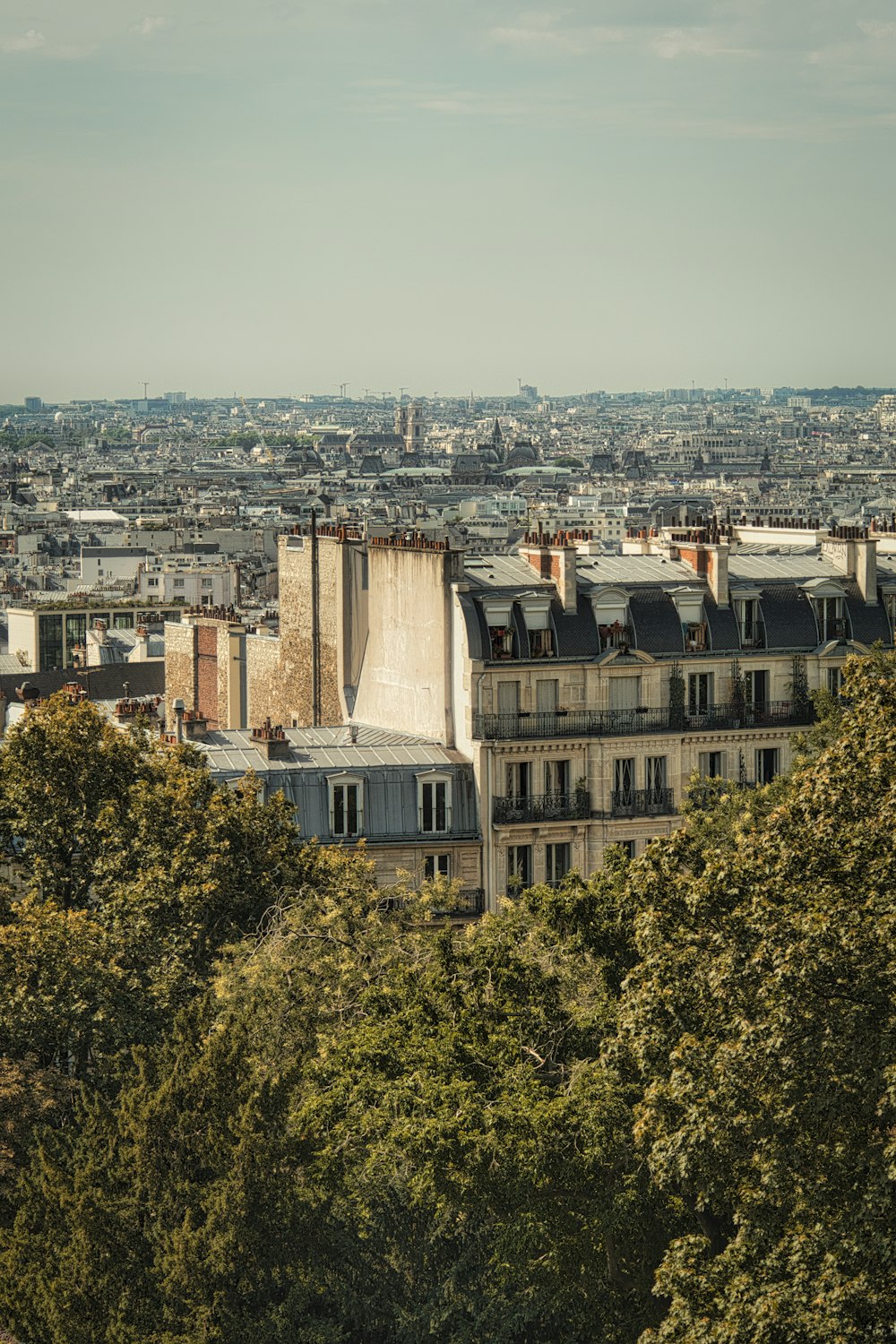 a city with many trees