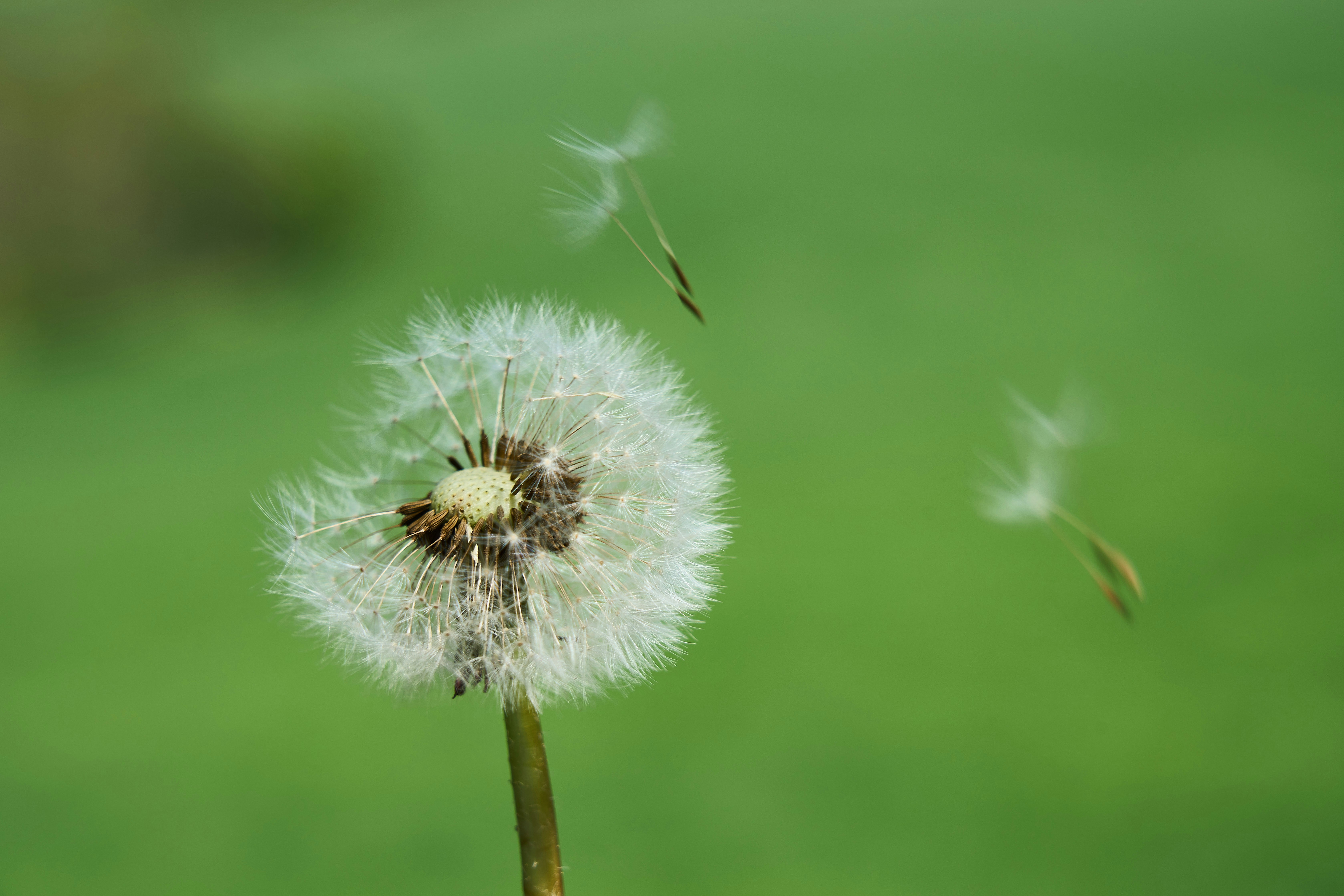 Photo by wolfgang_hasselmann