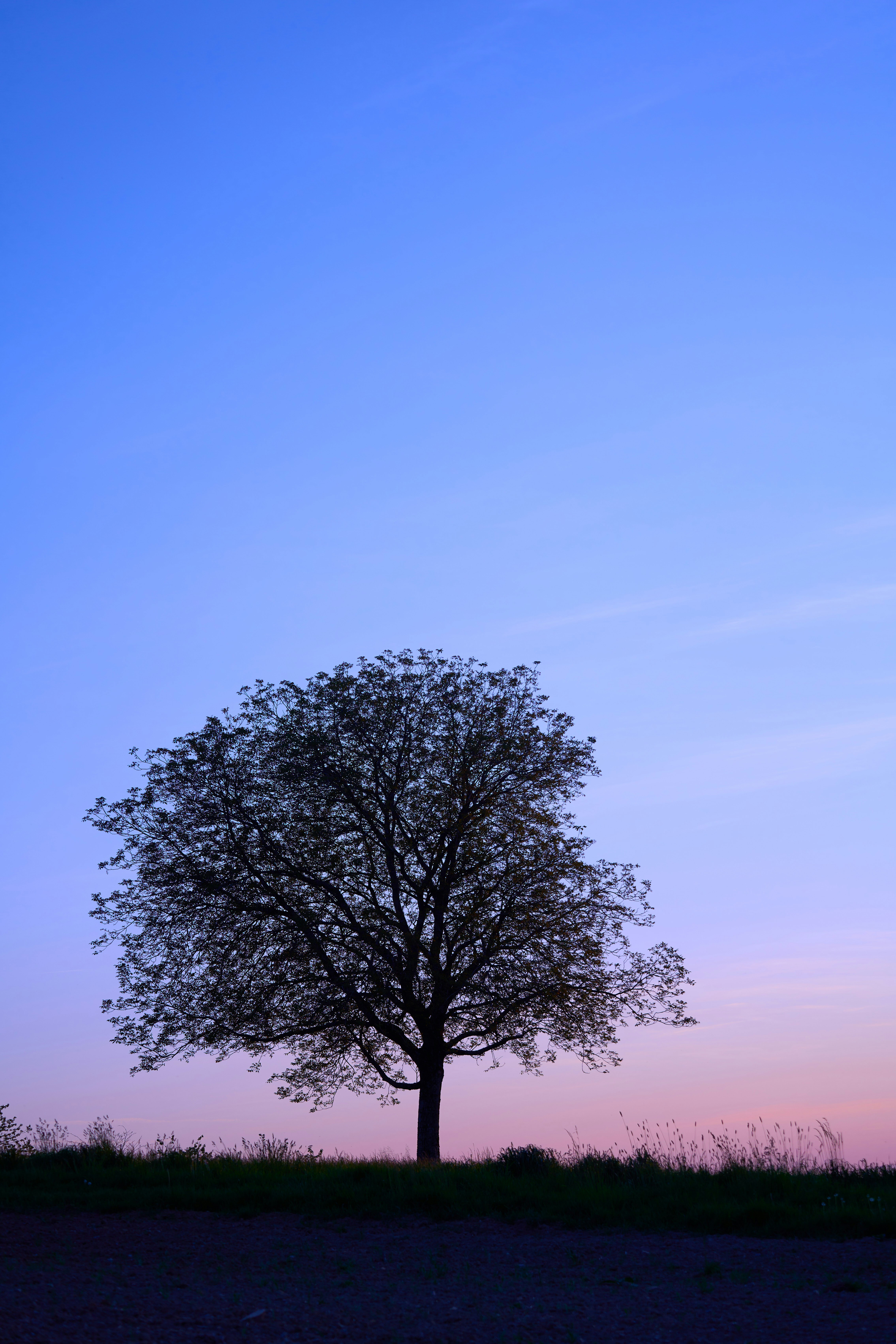 Photo by wolfgang_hasselmann