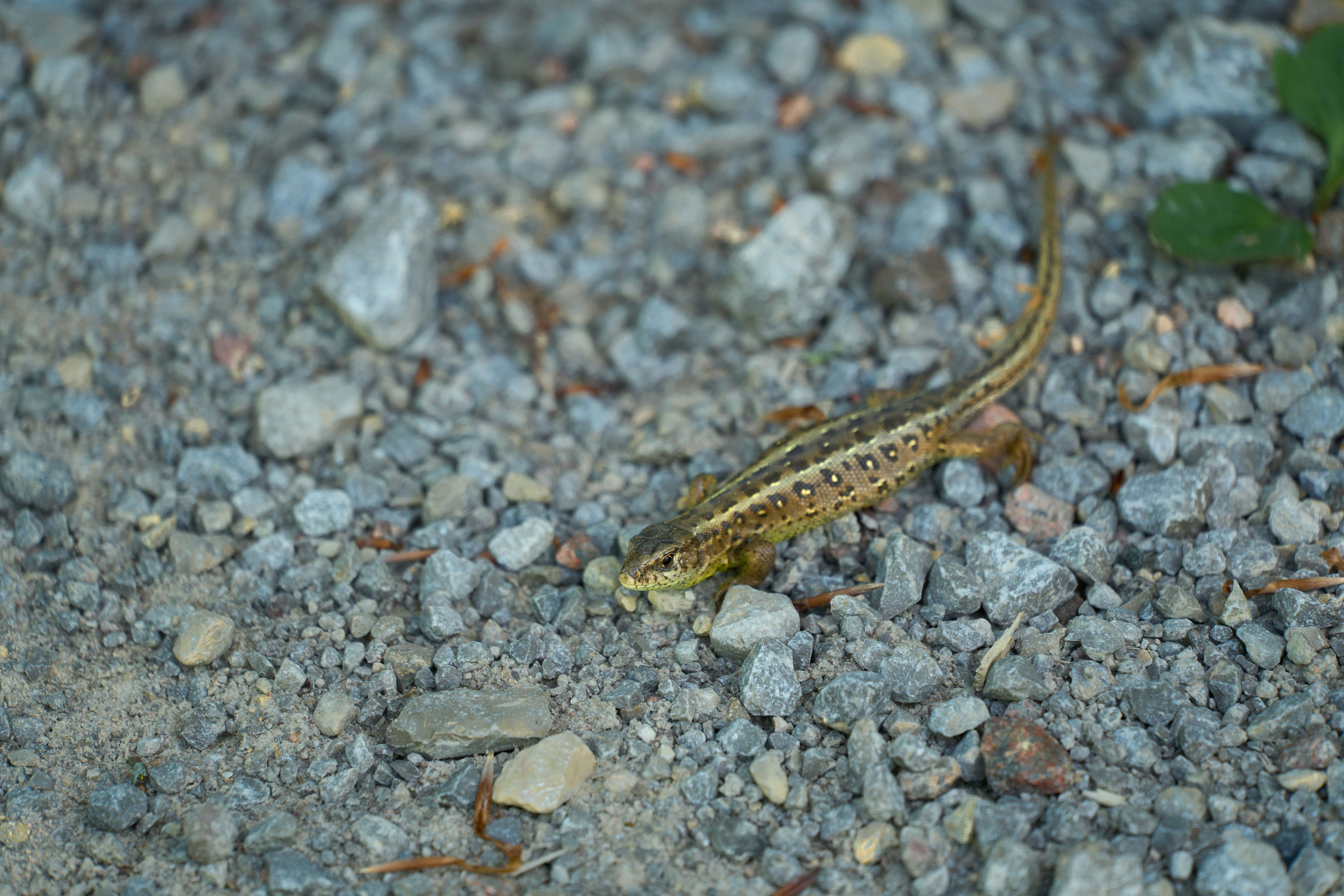 Photo by wolfgang_hasselmann