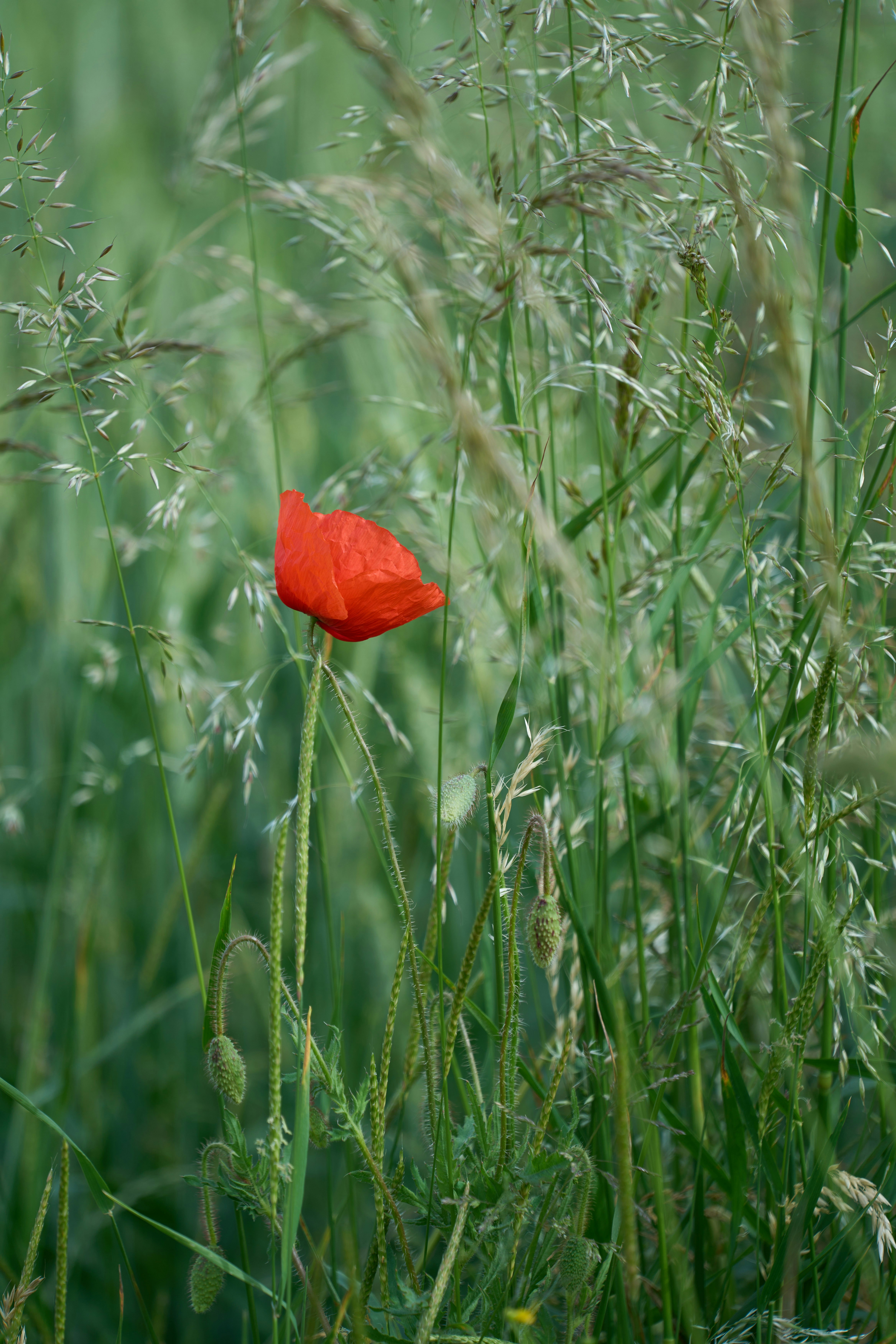 Photo by wolfgang_hasselmann