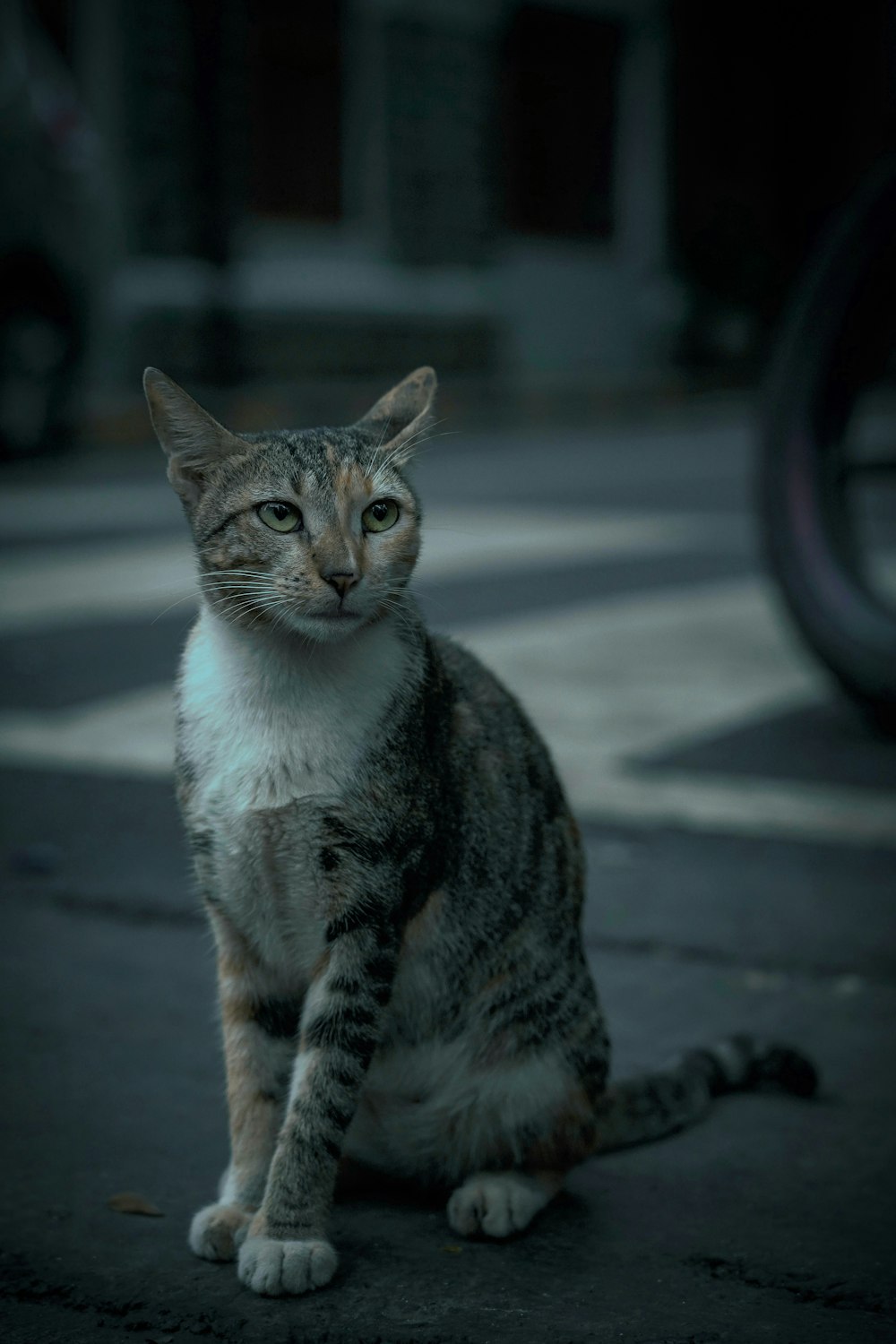 a cat sitting on top of a car