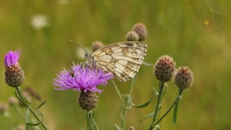 a butterfly on a flower