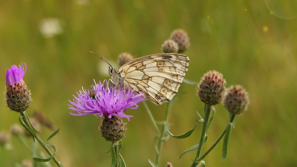 a butterfly on a flower