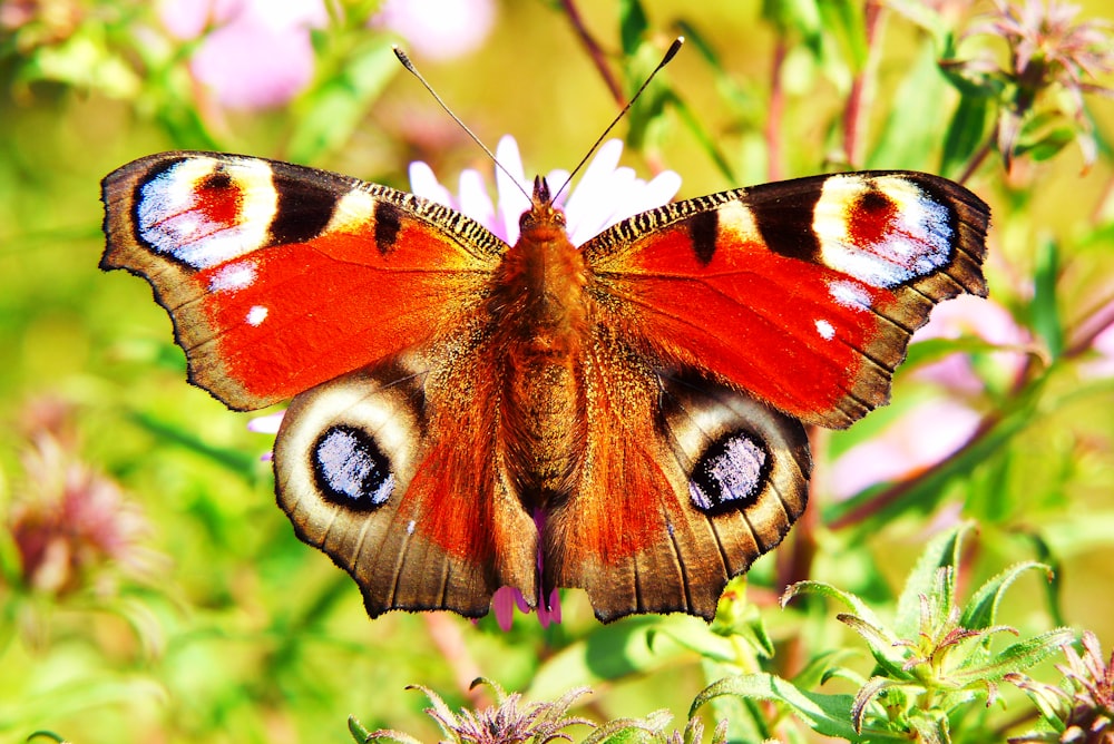 a butterfly on a plant