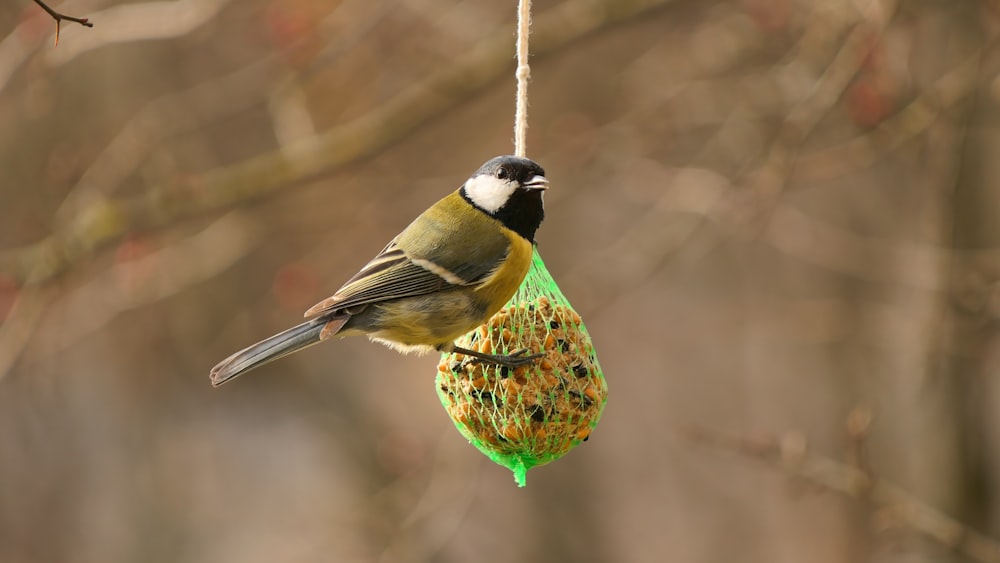 a bird eating a fruit