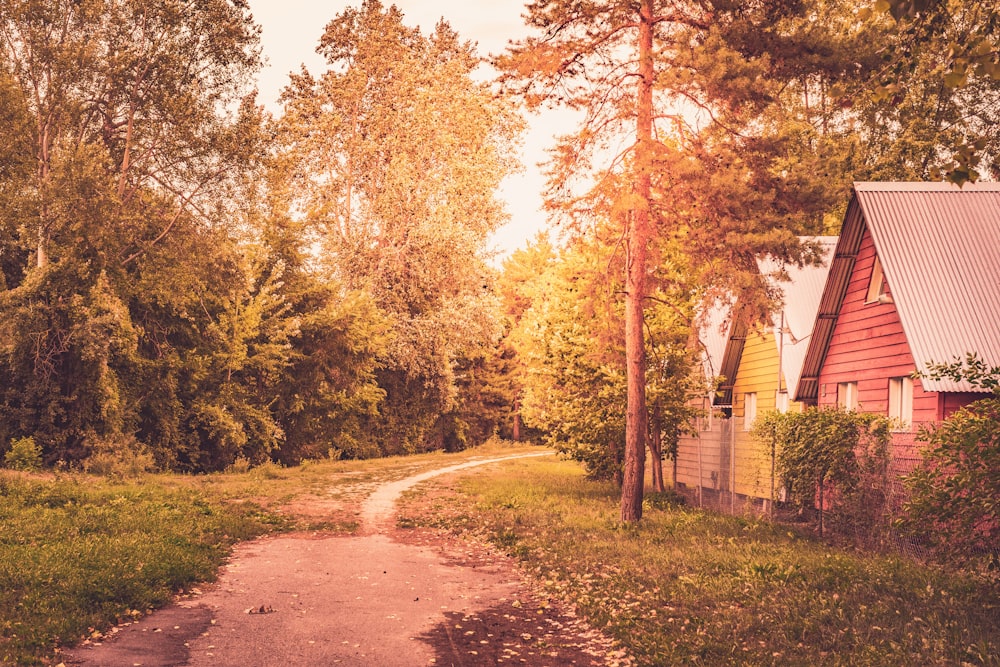 a dirt road with trees on either side of it