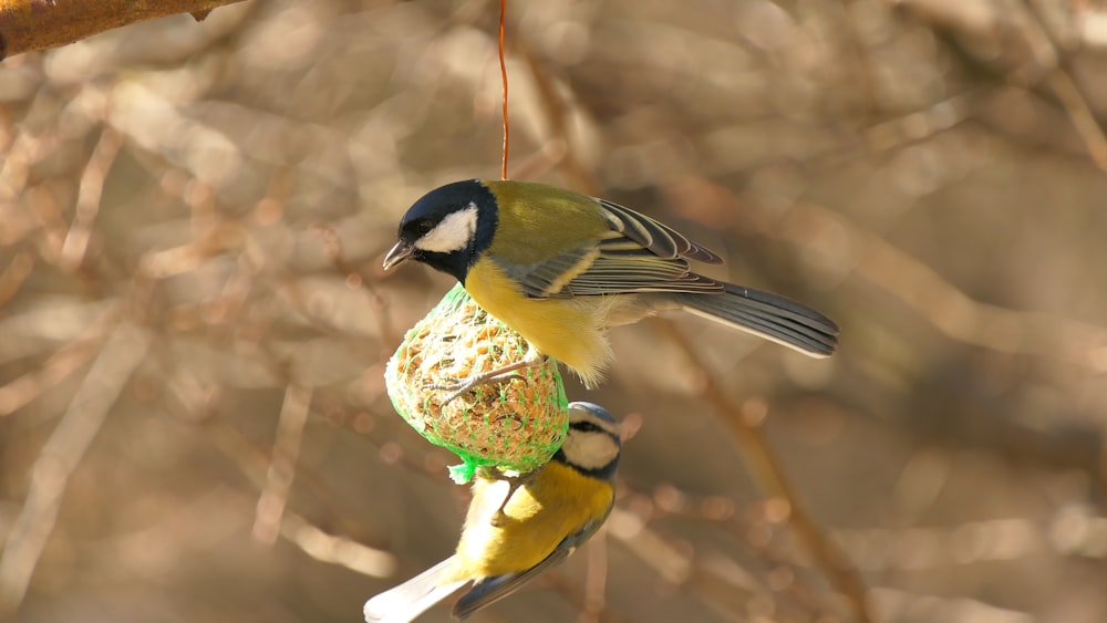 a couple of birds on a branch