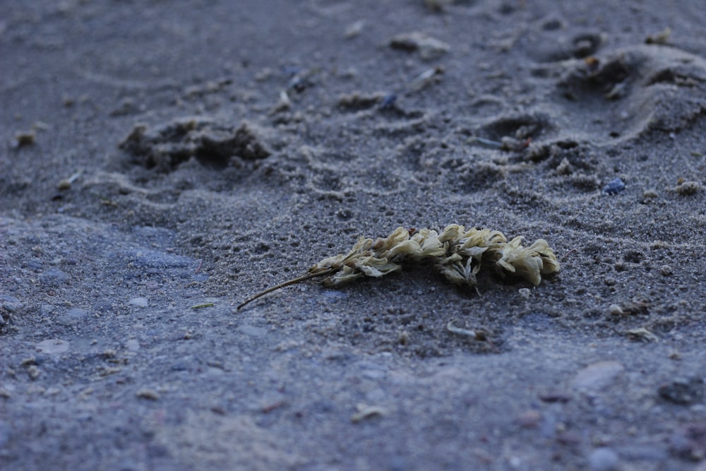 a crab on the sand