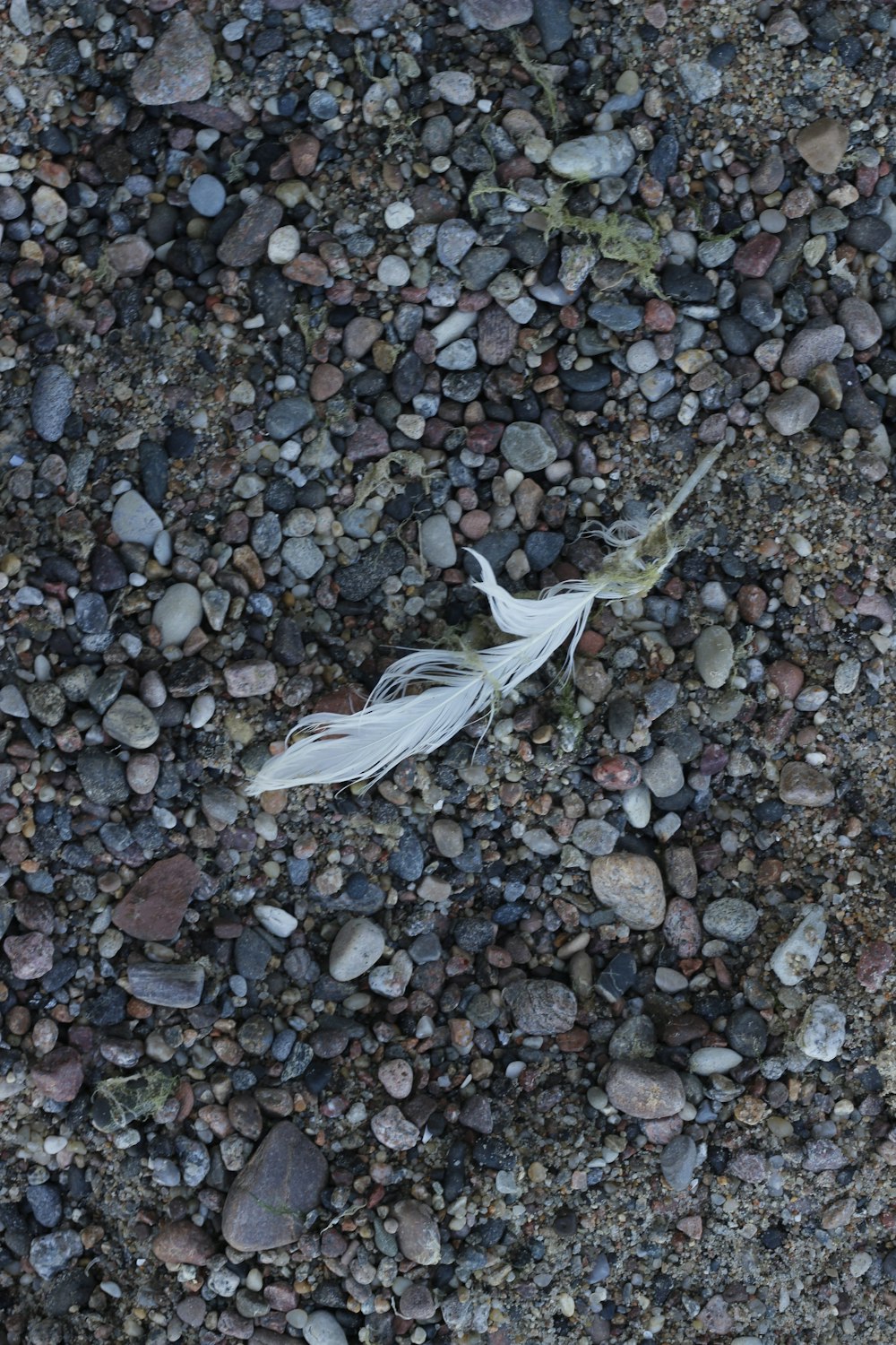 a white insect on a rocky surface